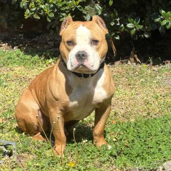 Mixed Breed Dogs Available for Adoption in Bangall, New York - Borris | PetCurious