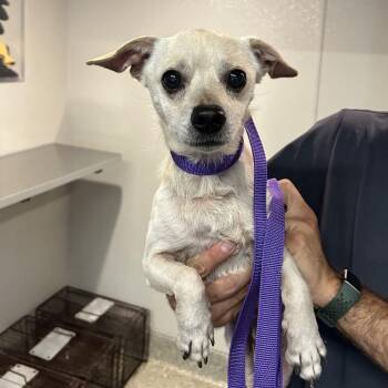 IVHS-Stray-143987 -  Chihuahua Dog for Adoption in San Gabriel, California - IVHS-Stray-143987 | PetCurious