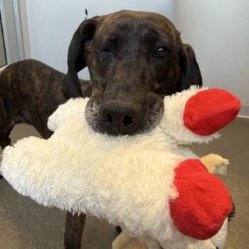 Mixed Breed Dogs Available for Adoption - Mindy | PetCurious