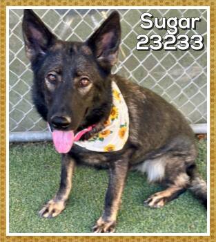 SUGAR -  German Shepherd Dog Dog for Adoption in Marietta, Georgia - SUGAR | PetCurious