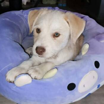 Standard Schnauzer Dogs Available for Adoption - Beebe | PetCurious