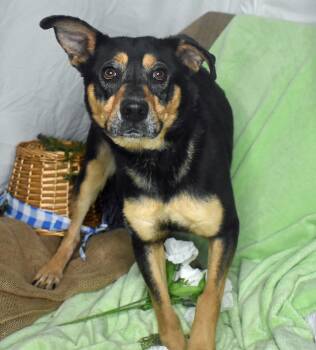 Punkin -  German Shepherd Dog and Rottweiler Dog for Adoption in Monroe, Louisiana - Punkin | PetCurious