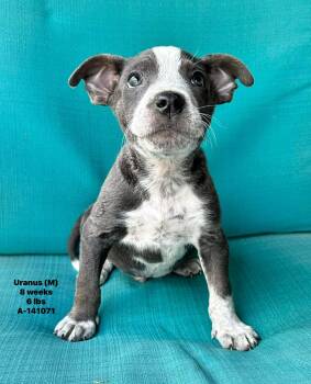 Australian Cattle Dog Blue Heeler and American Staffordshire Terrier Dogs Available for Adoption - Uranus The Mixed Breed Puppy! | PetCurious