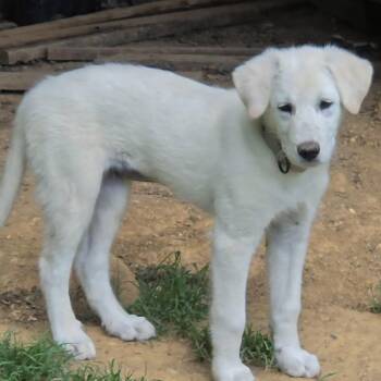 Phobee -  Great Pyrenees and Mixed Breed Dog for Adoption in Fredericksburg, Virginia - Phobee | PetCurious