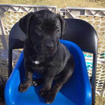Rescue Black Labrador Retriever and Rottweiler Dogs for Adoption in Calgary, Alberta - Nisha | PetCurious