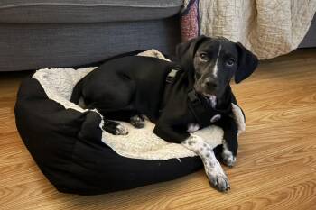 Rescue Black Labrador Retriever Dogs for Adoption in Greeneville, Tennessee - Eggnog & Six | PetCurious