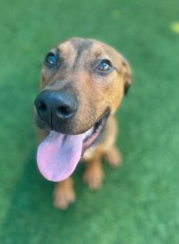 Rescue Mixed Breed Dogs for Adoption in Dallas, Texas - SIMBA | PetCurious