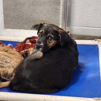 Hound and Mixed Breed Dogs Available for Adoption - FRED | PetCurious
