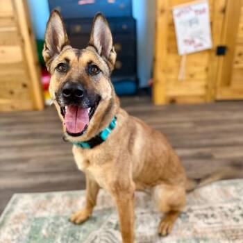 Ari Honey the Loving Adventurer -  German Shepherd Dog and Belgian Shepherd Malinois Dog for Adoption in Friendswood, Texas - Ari Honey The Loving Adventurer | PetCurious