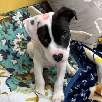 Rhett -  Terrier and Mixed Breed Dog Available for Adoption in Corpus Christi, Texas - Rhett | PetCurious