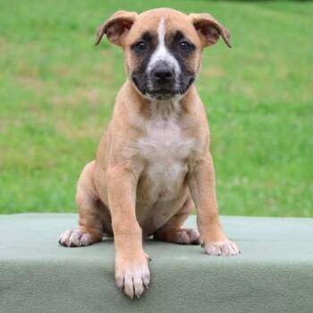 Lucy -  Pit Bull Terrier and Mixed Breed Dog for Adoption in Nashville, Tennessee - Lucy | PetCurious