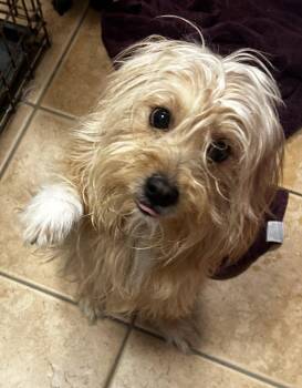 Norwich Terrier and Cairn Terrier Dogs Available for Adoption - Cubby | PetCurious