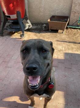 Gooner -  Mixed Breed Dog for Adoption in Albuquerque, New Mexico - Gooner | PetCurious