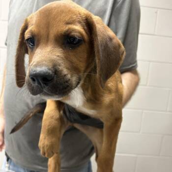 Frank -  Black Mouth Cur Dog for Adoption in Lufkin, Texas - Frank | PetCurious