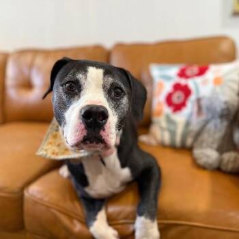 Pit Bull Terrier and American Staffordshire Terrier Dogs Available for Adoption - Hope Loves All The Treats | PetCurious
