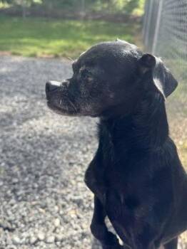 Chihuahua and Mixed Breed Dogs Available for Adoption in Wilkesboro, North Carolina - Scooter | PetCurious