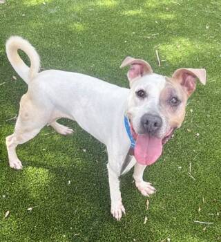 POPPY -  Mixed Breed Dog for Adoption in Jacksonville, Florida - POPPY | PetCurious
