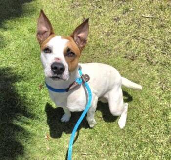 Rusty -  Terrier and Mixed Breed Dog for Adoption in Honolulu, Hawaii - Rusty | PetCurious