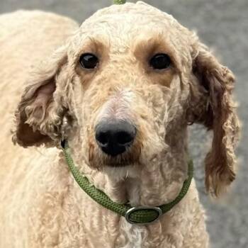 Standard Poodle Dogs Available for Adoption - FAITH | PetCurious