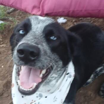 Australian Cattle Dog Blue Heeler Dogs Available for Adoption in Austin, Texas - Shadow | PetCurious