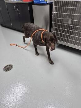 Nc 10 -  German Shorthaired Pointer Dog for Adoption in Lawrenceville, Georgia - Nc 10 | PetCurious
