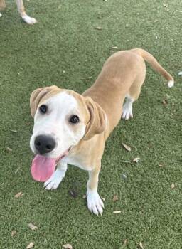 Labrador Retriever and American Bulldog Dogs Available for Adoption in Daphne, Alabama - Serenity | PetCurious