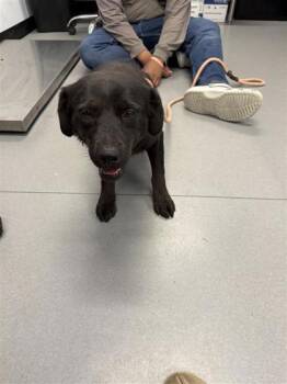 Mixed Breed Dogs Available for Adoption in West Chester, Pennsylvania - Olive | PetCurious