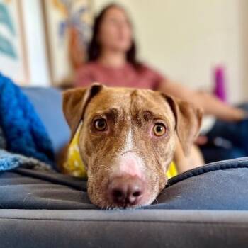 Pit Bull Terrier and Labrador Retriever Dogs Available for Adoption in Friendswood, Texas - Goldie Golden The Quiet Perfect Companion | PetCurious