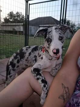 Catahoula Leopard Dog Dogs Available for Adoption in Boise, Idaho - Charlotte | PetCurious
