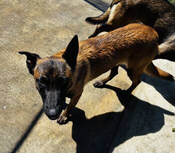 Marley -  Belgian Malinois Dog for Adoption in Jamul, California - Marley | PetCurious