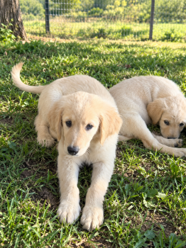 Puppy 1 -  Golden Retriever Mix Dog for Adoption in Jamul, California - Puppy 1 | PetCurious
