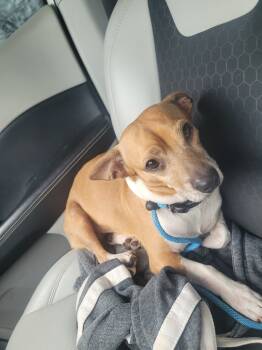 Rescue Chihuahua and Mixed Breed Dogs for Adoption in Frankfort, Kentucky - Scooter 5659D | PetCurious