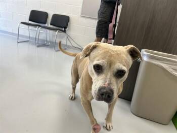 A385521 -  American Staffordshire Terrier Dog for Adoption in Ocala, Florida - A385521 | PetCurious