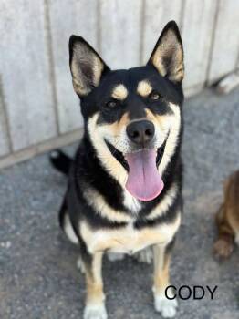 Cody -  Husky and German Shepherd Dog Dog for Adoption in Tucson, Arizona - Cody | PetCurious