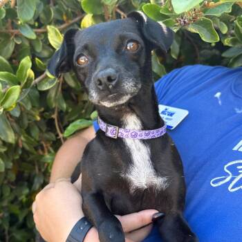 Mindy -  Chihuahua Dog for Adoption in Goleta, California - Mindy | PetCurious