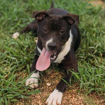 Andi -  Hound Dog for Adoption in Parrish, Alabama - Andi | PetCurious