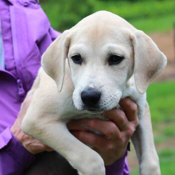 Mountain Cur and Mixed Breed Dogs Available for Adoption in Stormville, New York - CT Nala Avail May 30 (Ellington, CT) | PetCurious