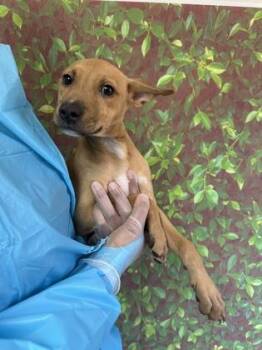 Terrier and Mixed Breed Dogs Available for Adoption - Avalon | PetCurious