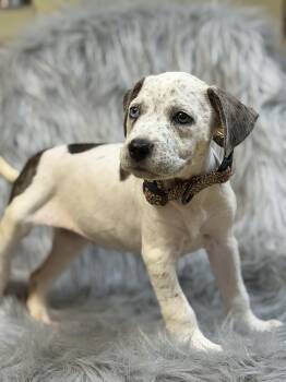 Miranda -  Pit Bull Terrier Dog for Adoption in Lutz, Florida - Miranda | PetCurious