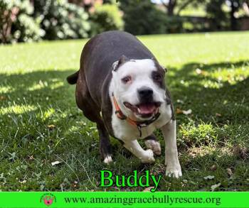 Pit Bull Terrier Dogs Available for Adoption - Buddy | PetCurious