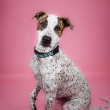 Cattle Dog and Mixed Breed Dogs Available for Adoption - Honey | PetCurious