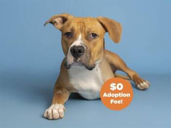 American Bulldog and Mixed Breed Dogs Available for Adoption in Phoenix, Arizona - GOOFY GOOBER | PetCurious