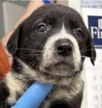 Australian Cattle Dog Blue Heeler Dogs Available for Adoption - Tucker Breeze | PetCurious