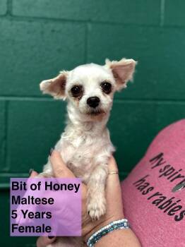 Rescue Maltese Dogs for Adoption in Blue Springs, Missouri - Bit Of Honey | PetCurious
