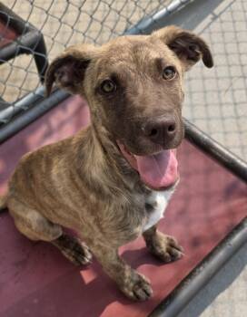 Rescue Pit Bull Terrier and Border Collie Dogs for Adoption in Polson, Montana - Apollo | PetCurious
