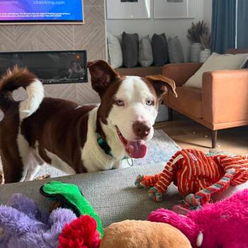 Grandpa -  American Staffordshire Terrier and Siberian Husky Dog for Adoption in Mooresville, North Carolina - Grandpa | PetCurious