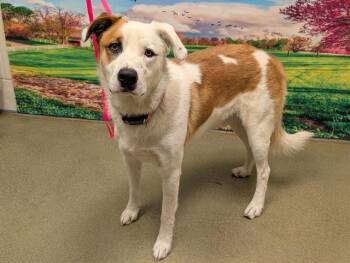 Rescue Labrador Retriever and Mixed Breed Dogs for Adoption in Moreno Valley, California - A546729 | PetCurious