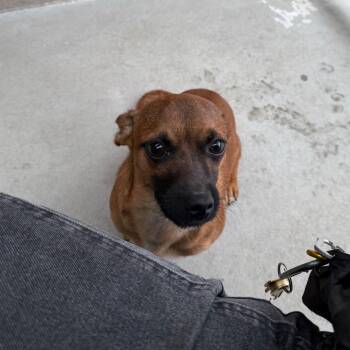 Chihuahua Dogs Available for Adoption - Felix | PetCurious