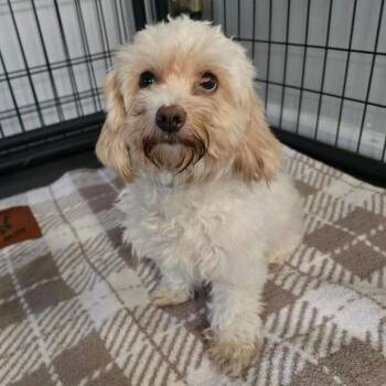 Daphne -  Mixed Breed Dog for Adoption in Wappingers Falls, New York - Daphne | PetCurious
