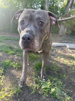 American Bulldog and Pit Bull Terrier Dogs Available for Adoption in Indianapolis, Indiana - SABROSO | PetCurious